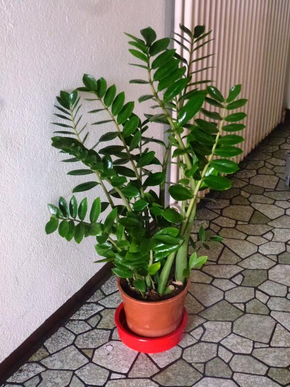 Hotel Bahnhof Interlaken Zewnętrze zdjęcie